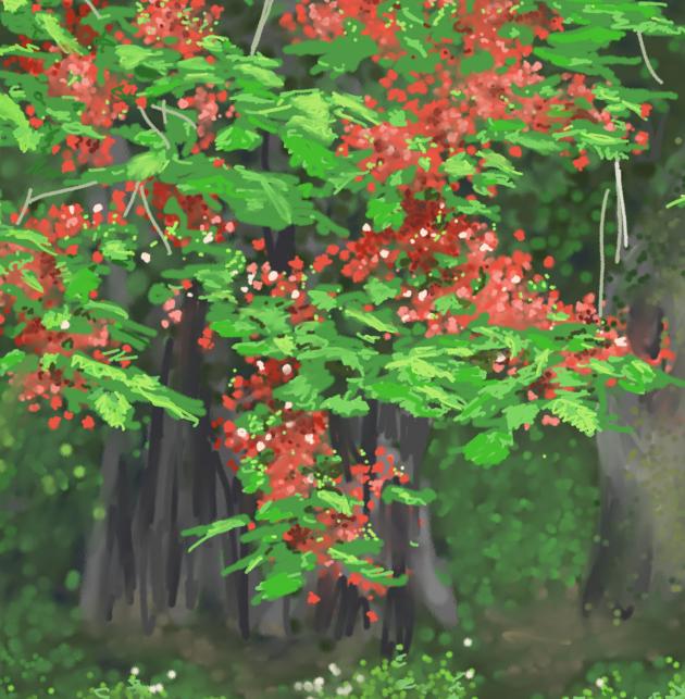 THE PHEONIX FLOWER IN FULL BLOOM  P-103(2011) 3