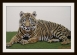 THE  TIGER  -1     (2005  M-71)
