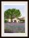 THE LAVENDER IN SOUTHERN FRANCE    P-163(2014)