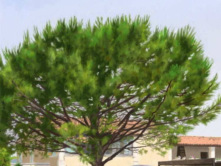 THE LAVENDER IN SOUTHERN FRANCE    P-163(2014) 4