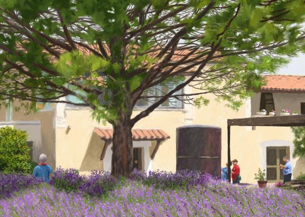 THE LAVENDER IN SOUTHERN FRANCE    P-163(2014)